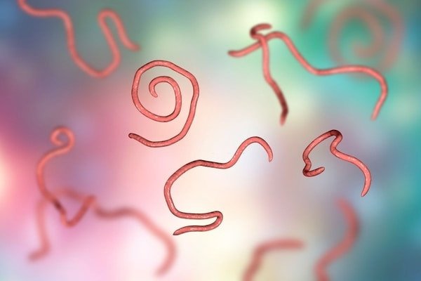 Nhiều giun sán trong mơ báo hiệu sự mất kiểm soát trong cuộc sống