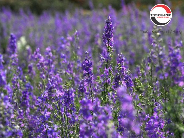 Những đóa hoa tím mộng mơ, liên quan đến ý nghĩa của giấc mơ thấy hoa màu tím.