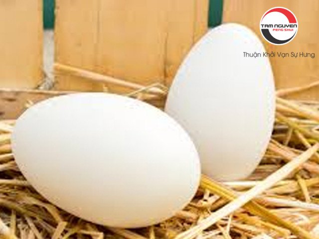 Ổ trứng ngỗng đang được ấp