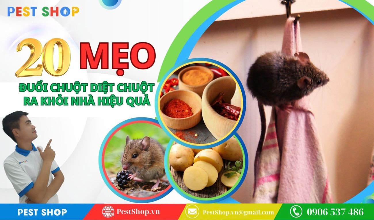 Ong bò vẽ