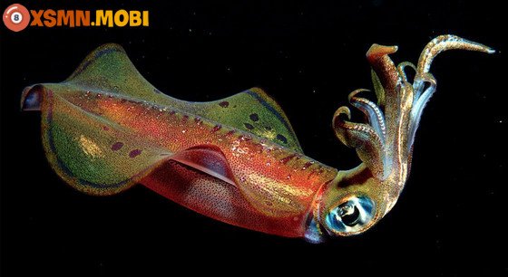 Phân tích chiêm bao thấy mực, khám phá ý nghĩa và con số khi nằm mơ thấy mua mực