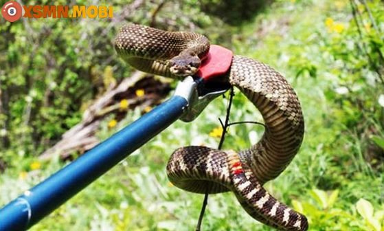 Phân tích sâu sắc giấc mơ người khác bắt rắn, dự báo những sự kiện có thể xảy ra trong tương lai gần.