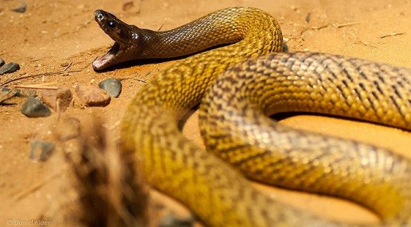 Rắn cắn vào lưng người đàn ông