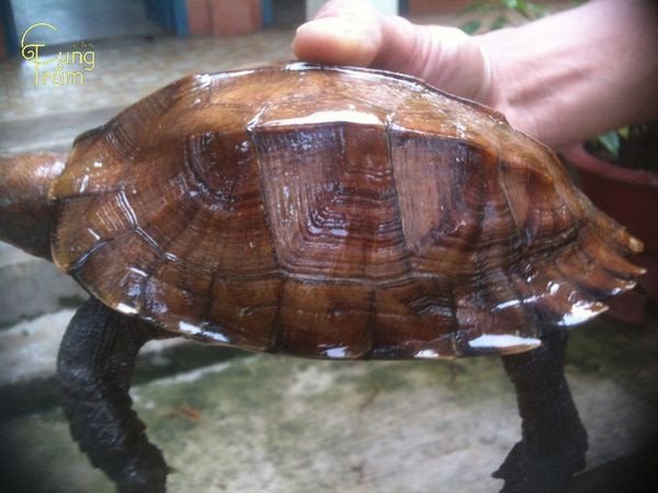 Rùa khổng lồ bò vào nhà