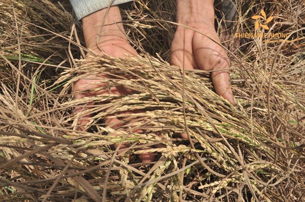 Ruộng lúa khô cằn, héo úa thể hiện sự khó khăn, đối lập với mơ thấy lúa chín vàng