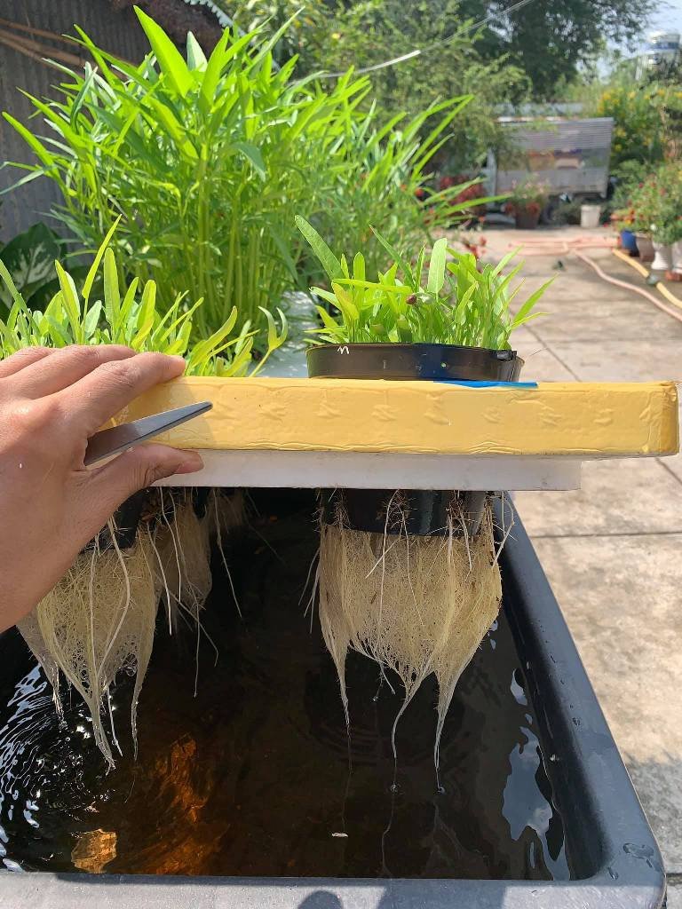 Thí nghiệm trồng rau cải thủy canh với các điều kiện khác nhau, thể hiện phương pháp kiểm tra giả thuyết khoa học