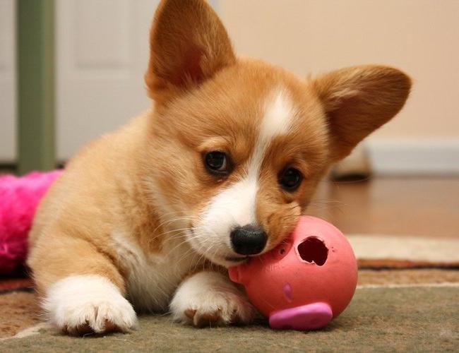 Tìm kiếm con số may mắn từ giấc mơ thấy bầy chó con