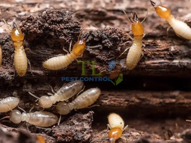 Tổ mối đất nhìn từ gần trong nhà