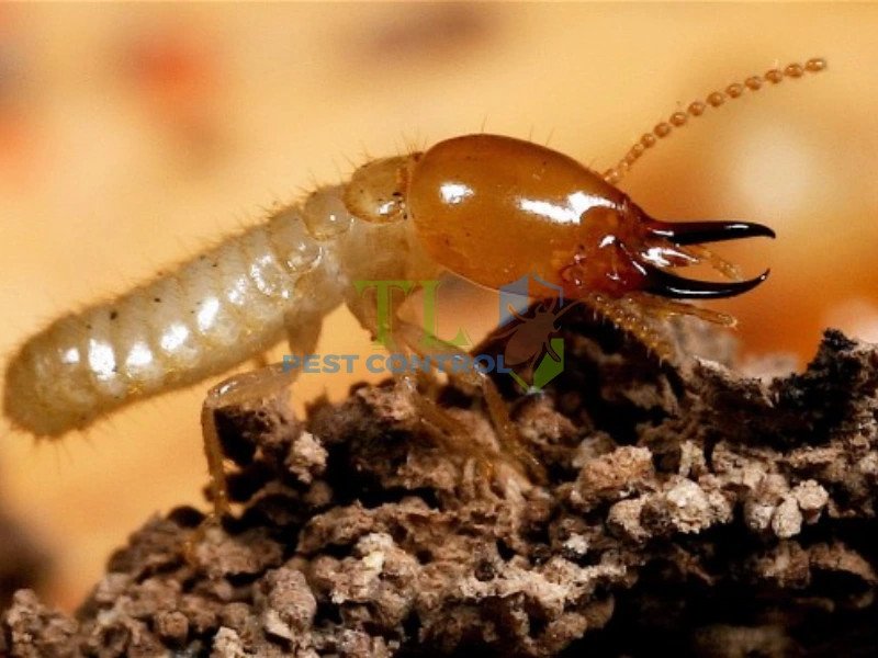 Tổ mối đất ở góc nhà