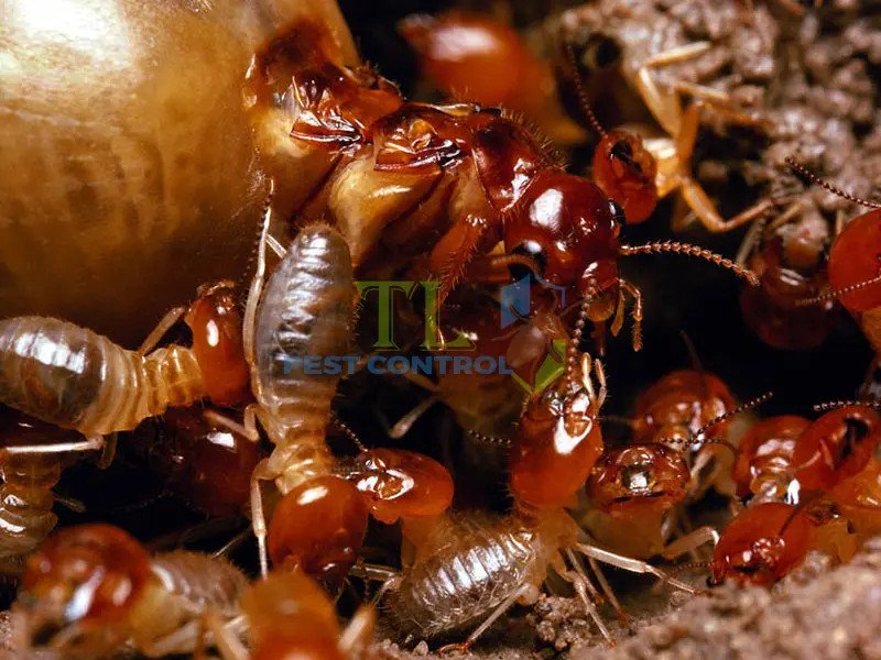 Tổ mối đất trên nền xi măng