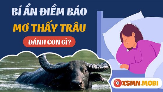 Tổng hợp các con số may mắn khi mơ thấy trâu, đặc biệt là mơ thấy trâu húc nhau đánh đề con gì