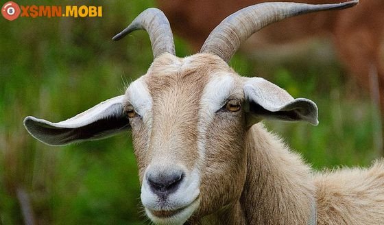 Tổng quan về điềm báo khi nằm mơ thấy con dê và ý nghĩa của việc làm thịt dê