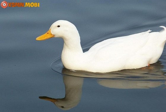 Vịt xiêm trong chiêm bao và các dự báo về tương lai