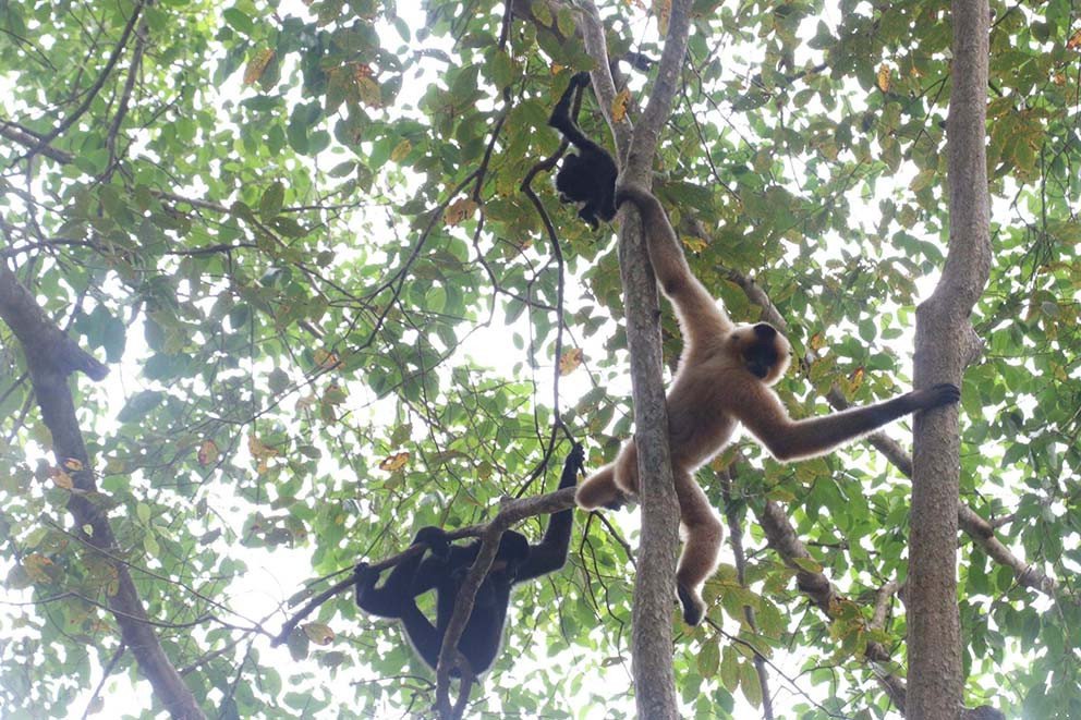 Vượn trong chuồng tại Vườn Quốc gia Cát Tiên, tượng trưng cho sự kìm kẹp, mất tự do trong giải mã giấc mơ thấy vắt cắn.