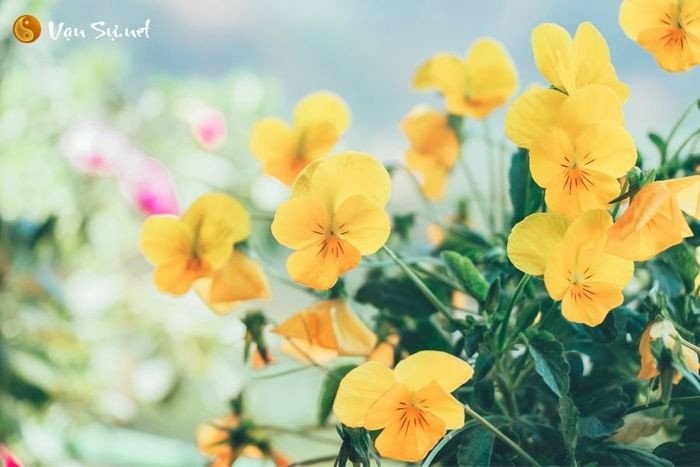 Ý nghĩa các loài hoa khi nằm mơ thấy đi mua hoa