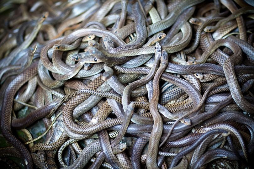 Ý nghĩa chiêm bao thấy một đàn rắn lớn