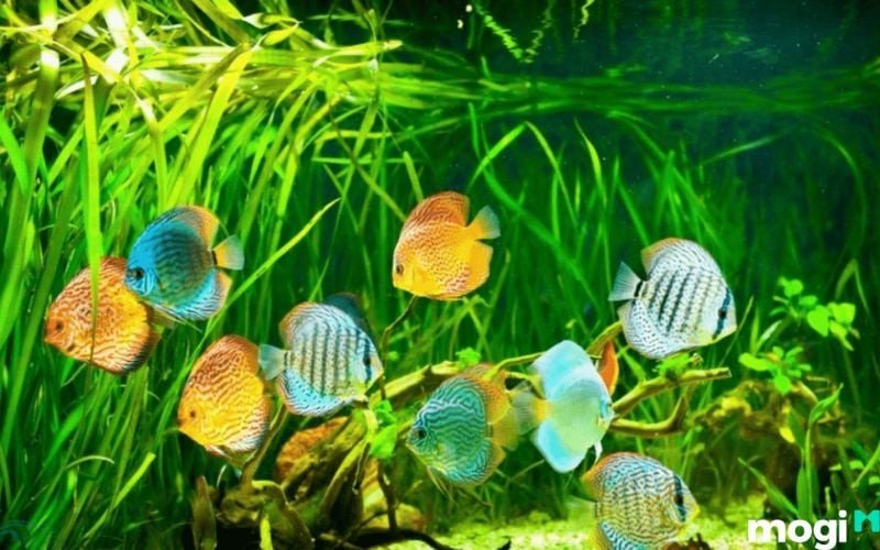 Ý nghĩa giấc mơ thấy cá nhỏ