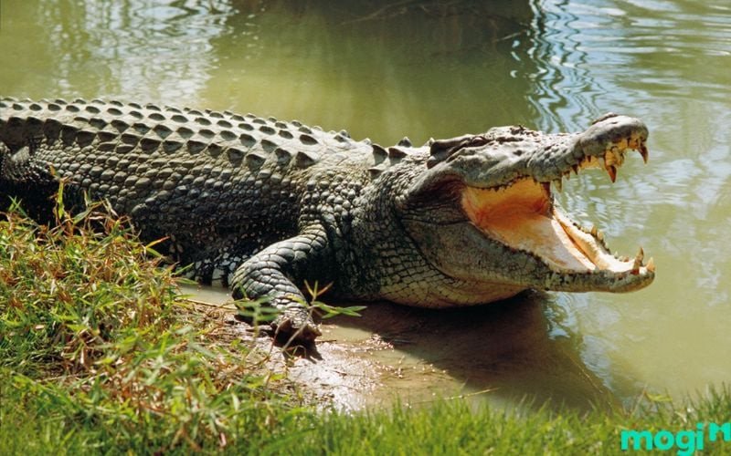Ý nghĩa giấc mơ thấy cá sấu