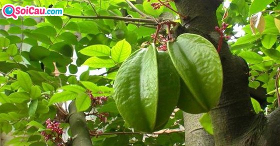 Ý nghĩa giấc mơ thấy cây khế tươi tốt