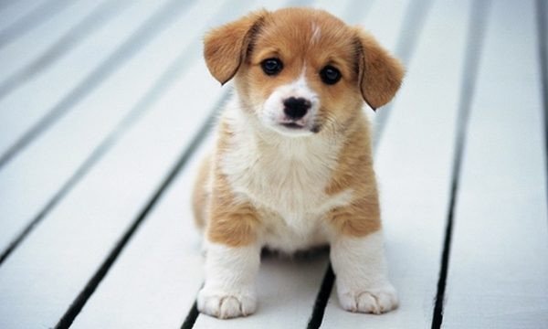 Ý nghĩa giấc mơ thấy giết chó đen và điềm báo tâm linh