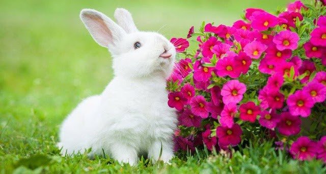 ý nghĩa giấc mơ thấy thỏ mang lại điềm lành