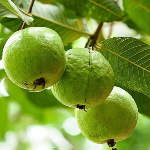 Ý nghĩa giấc mơ thấy vườn ổi trĩu quả