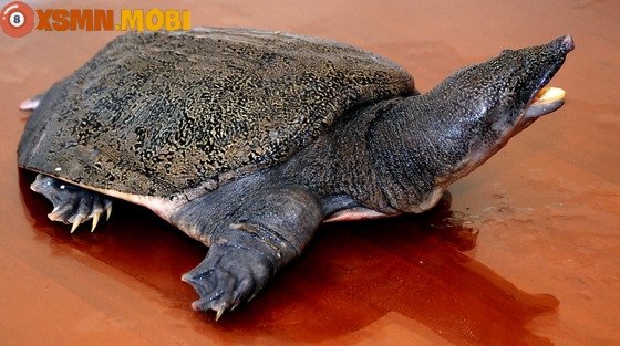 Ý nghĩa sâu sắc từ giấc chiêm bao thấy ba ba