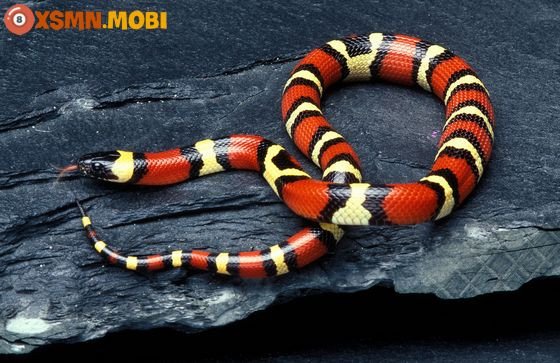 Ý nghĩa tâm linh của giấc mơ rắn đỏ và các biến thể