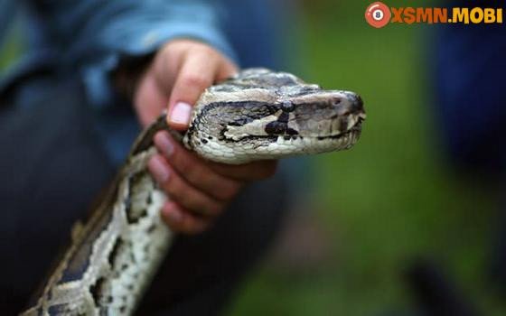 Ý nghĩa tâm linh khi chiêm bao thấy người khác tóm rắn, phản ánh các mối quan hệ và cảm xúc tiềm ẩn.