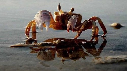 Ý nghĩa tổng quan khi nằm mơ thấy nhiều cua