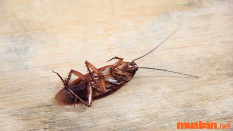 Bàn chân đang giẫm lên một con gián, tượng trưng cho việc đối mặt và loại bỏ vấn đề.