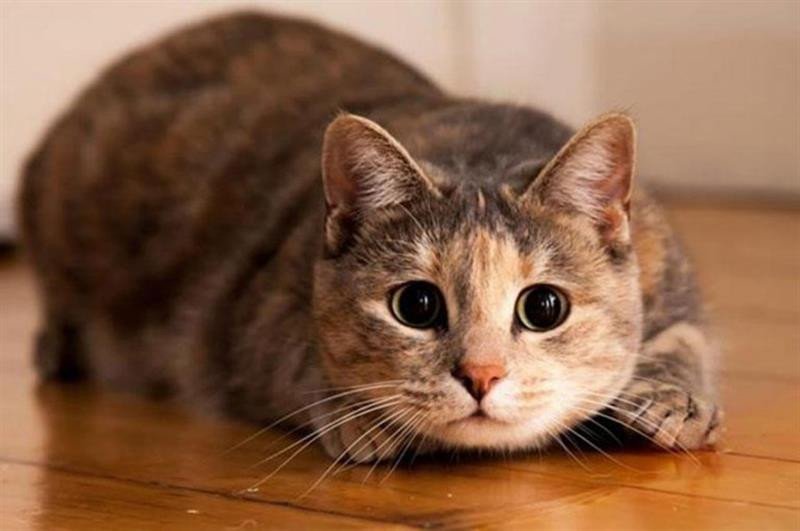 Bàn chân người với vết cắn nhỏ, minh họa cho giấc mơ thấy mèo cắn vào chân