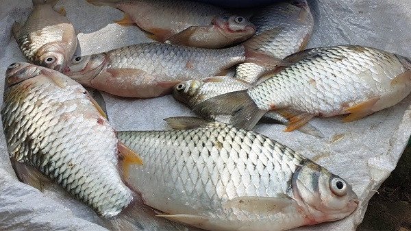 Bảng số may mắn khi mơ thấy cá mè và các biến thể