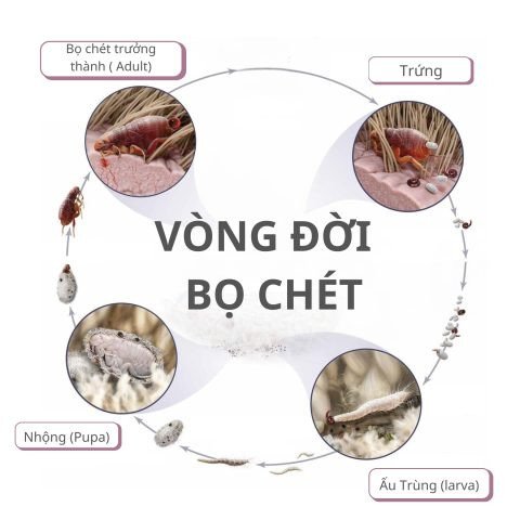 Bọ chét chó ký sinh
