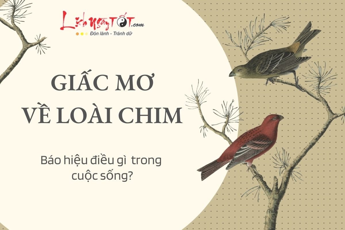 Các loài chim trong giấc mơ, tượng trưng cho những thông điệp khác nhau về tương lai và khi mơ thấy chim bay.