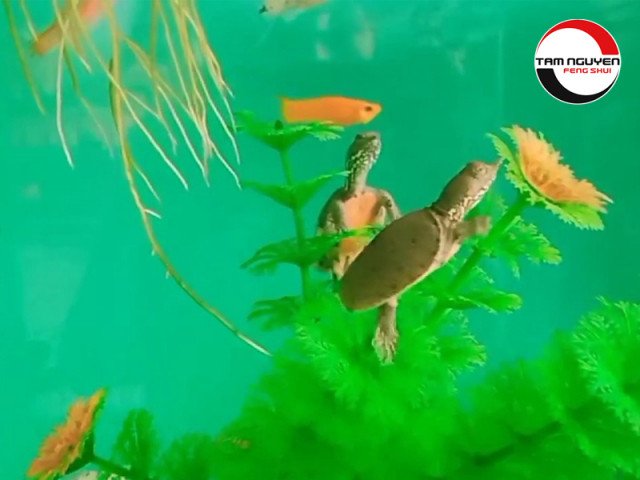 Chiêm bao thấy con ba ba đang bơi lội dưới nước, điềm báo thuận lợi