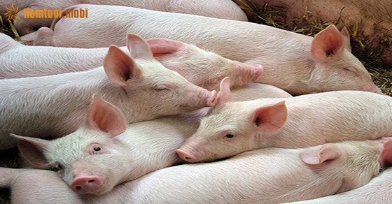 Chiêm bao thấy lợn đẻ mang ý nghĩa gì trong cuộc sống