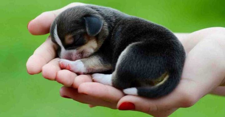 Chó mẹ và đàn chó con mới đẻ nằm cạnh nhau trên chăn ấm