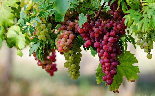 chùm nho tím chín mọng trên cành