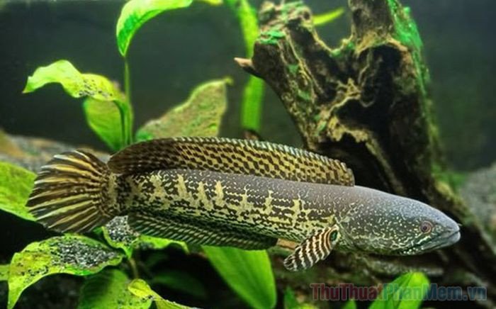 Con cá lóc màu đen bơi trong nước