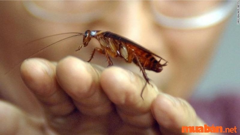 Con gián đang bò trên một bàn tay.