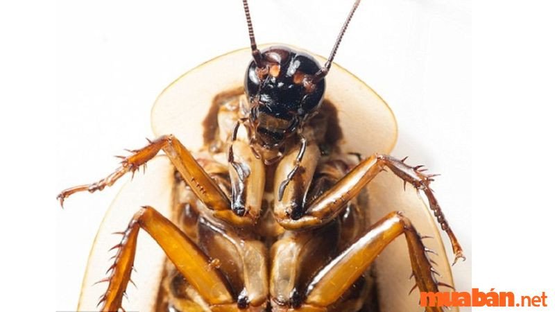 Con gián khổng lồ đang bò trên sàn nhà.