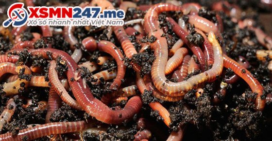 Con số may mắn khi nằm mơ thấy giun đất