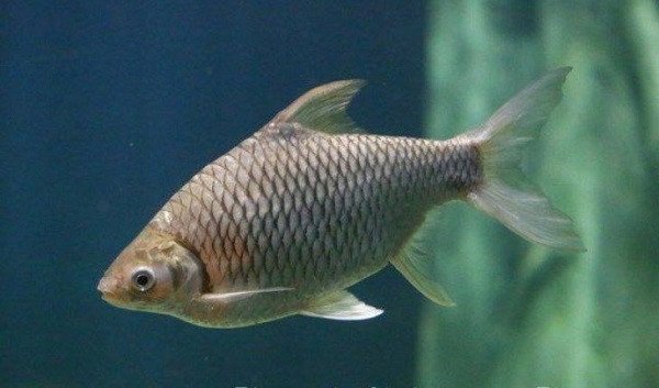 Đàn cá mè con bơi lội, dự báo niềm vui và khởi đầu mới