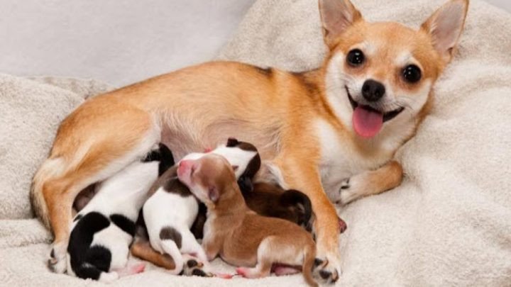 Đàn chó con mới sinh đang bú sữa mẹ trong không gian ấm cúng
