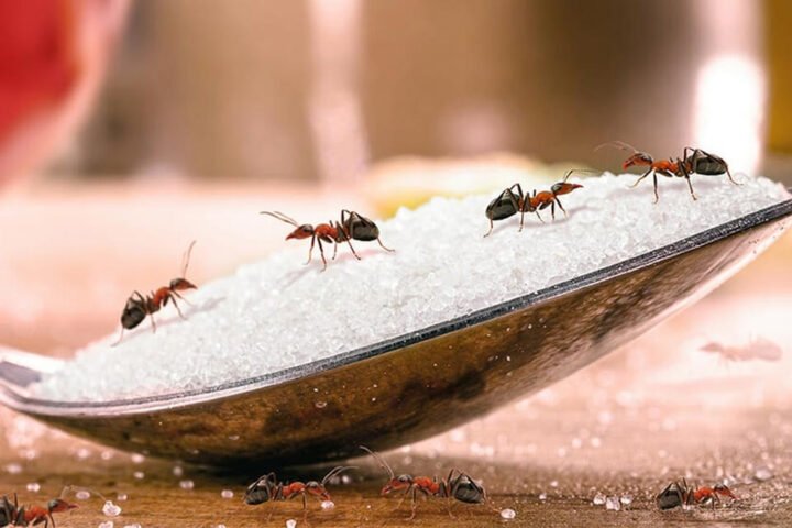 Đàn kiến lửa đang bò trên nền đất