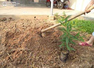 Đào đất trồng cây mới, chuẩn bị cho khởi đầu