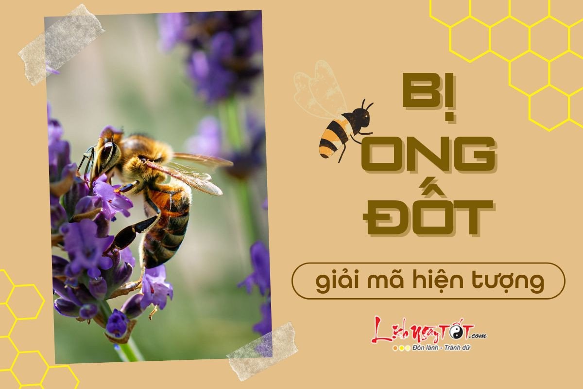 Điềm báo khi mơ thấy ong đốt
