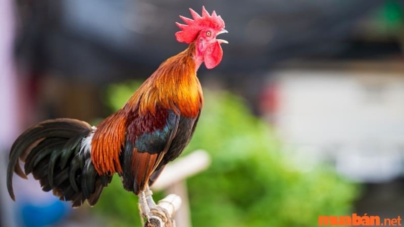 Gà trống oai vệ