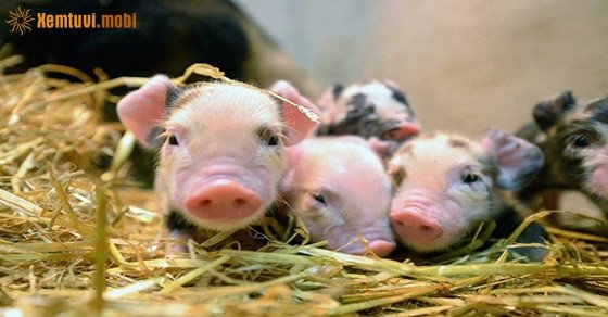 Giải mã chiêm bao thấy heo đẻ và các điềm báo liên quan